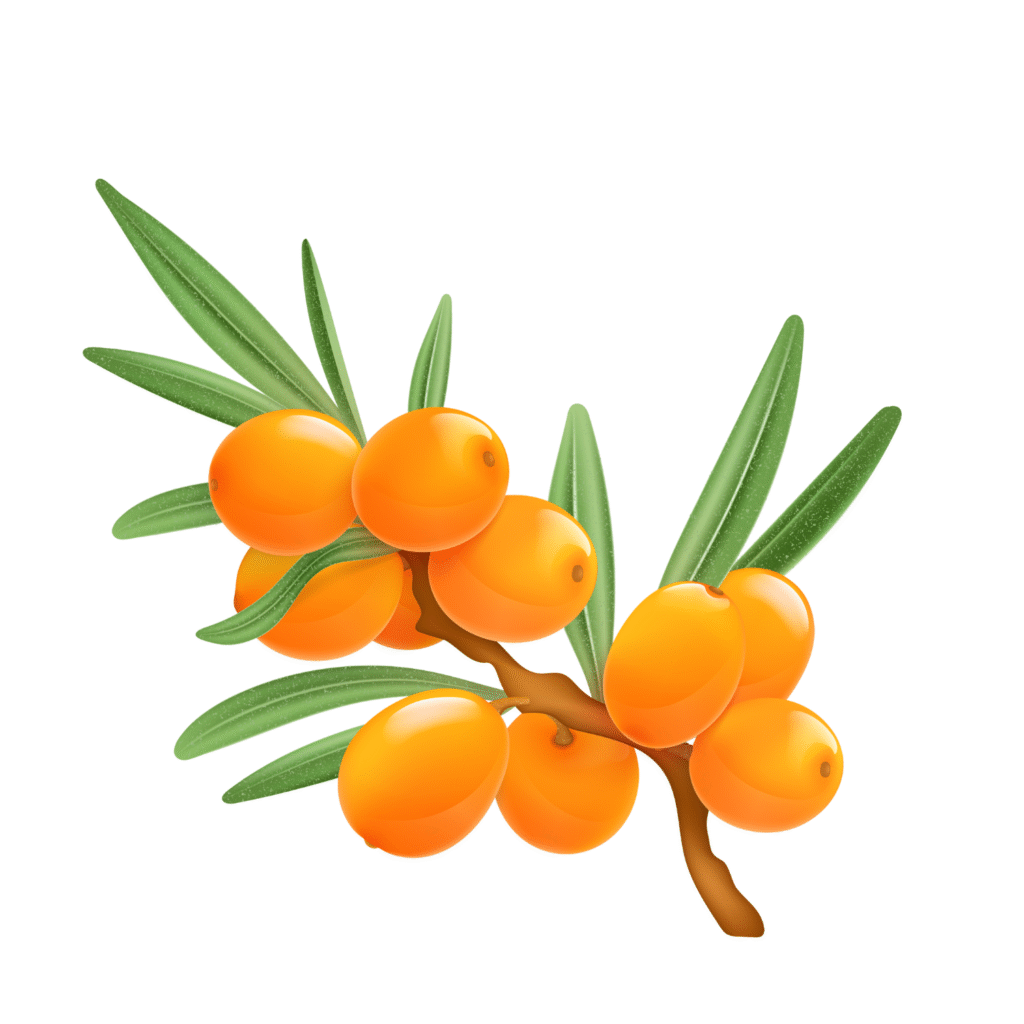 what is sea buckthorn tablets used for